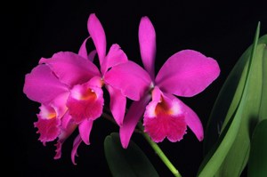 Cattleya jenmanii Canainas Lifeblood HCC/AOS 75 pts.